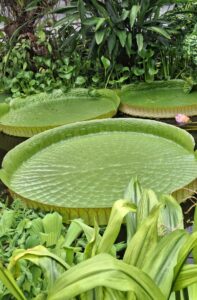 nénuphare au jardin botanique de Villers les Nancy
