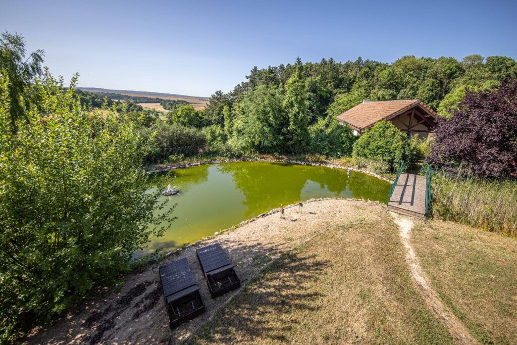 paysage ponton et forêt et maison de luxe avec piscine